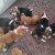casa gagliardi bassethound cuccioli (1)
